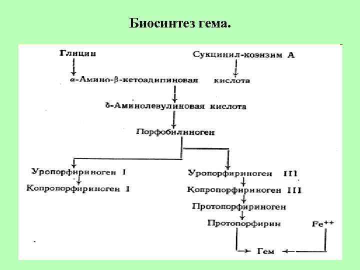 Схема синтеза гема из порфобилиногена