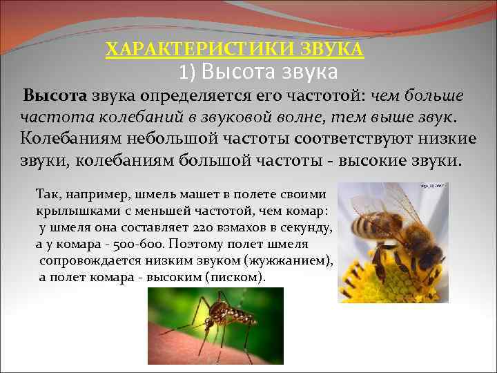 ХАРАКТЕРИСТИКИ ЗВУКА 1) Высота звука определяется его частотой: чем больше частота колебаний в звуковой