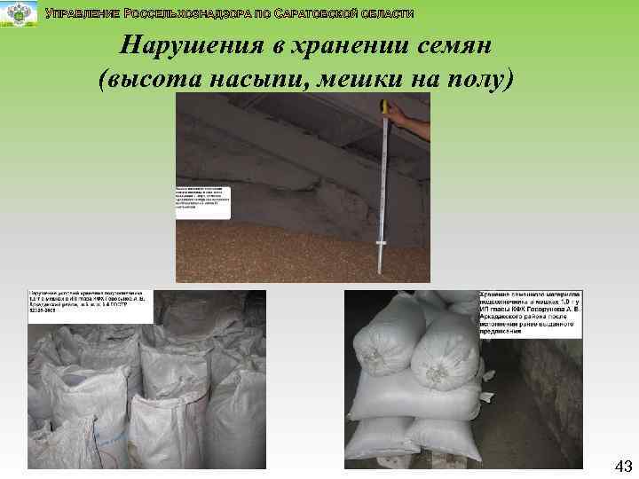 УПРАВЛЕНИЕ РОССЕЛЬХОЗНАДЗОРА ПО САРАТОВСКОЙ ОБЛАСТИ Нарушения в хранении семян (высота насыпи, мешки на полу)