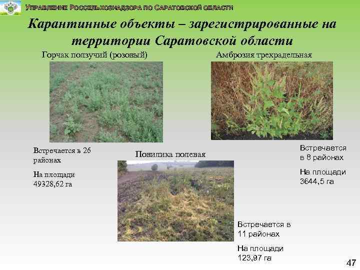 УПРАВЛЕНИЕ РОССЕЛЬХОЗНАДЗОРА ПО САРАТОВСКОЙ ОБЛАСТИ Карантинные объекты – зарегистрированные на территории Саратовской области Горчак