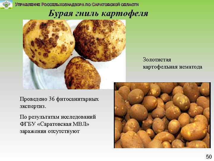 УПРАВЛЕНИЕ РОССЕЛЬХОЗНАДЗОРА ПО САРАТОВСКОЙ ОБЛАСТИ Бурая гниль картофеля Золотистая картофельная нематода Проведено 36 фитосанитарных