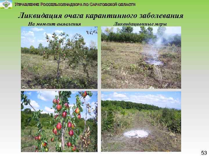 УПРАВЛЕНИЕ РОССЕЛЬХОЗНАДЗОРА ПО САРАТОВСКОЙ ОБЛАСТИ Ликвидация очага карантинного заболевания На момент выявления Ликвидационные меры