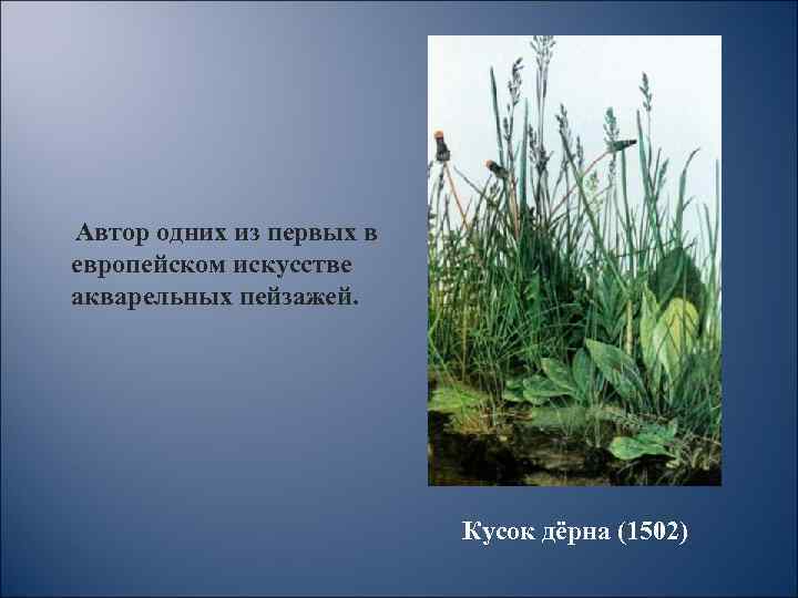 Автор одних из первых в европейском искусстве акварельных пейзажей. Кусок дёрна (1502) 