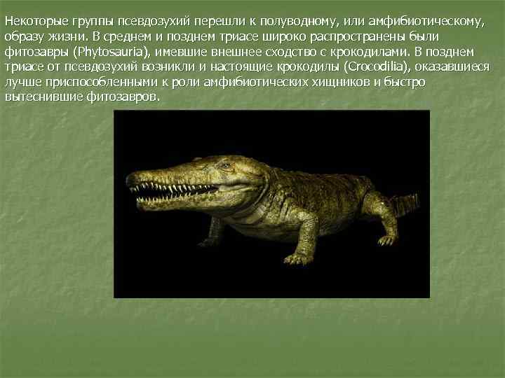 Некоторые группы псевдозухий перешли к полуводному, или амфибиотическому, образу жизни. В среднем и позднем