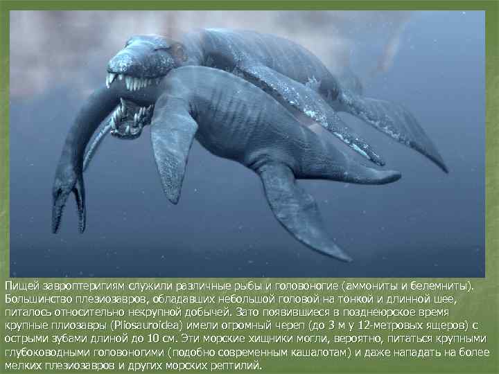 Пищей завроптеригиям служили различные рыбы и головоногие (аммониты и белемниты). Большинство плезиозавров, обладавших небольшой