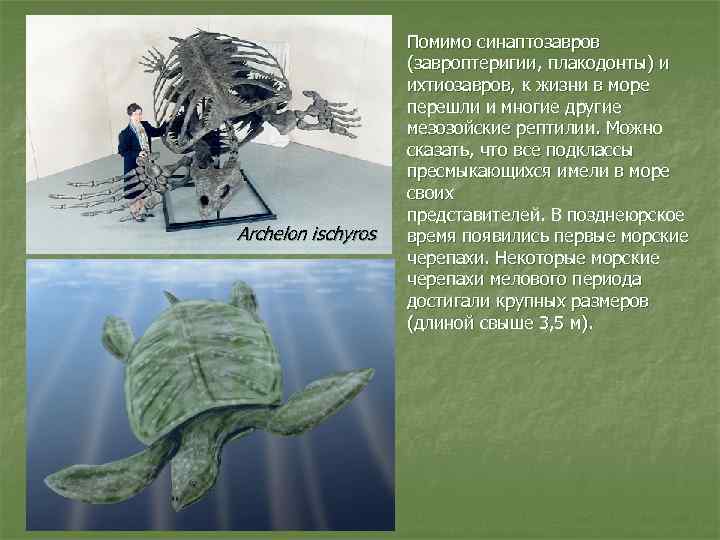 Archelon ischyros Помимо синаптозавров (завроптеригии, плакодонты) и ихтиозавров, к жизни в море перешли и