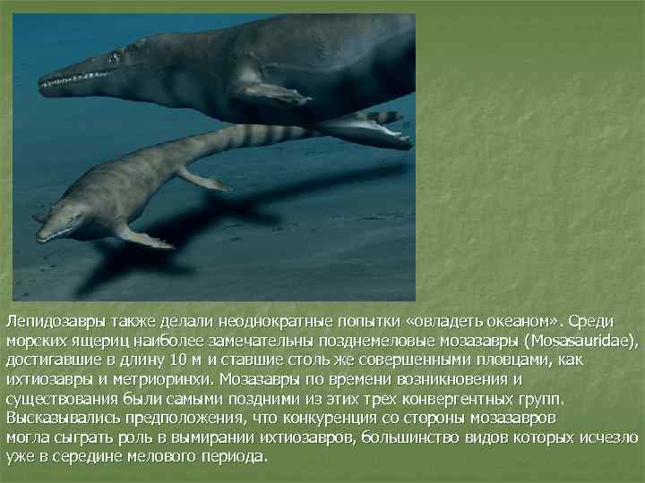 Лепидозавры также делали неоднократные попытки «овладеть океаном» . Среди морских ящериц наиболее замечательны позднемеловые