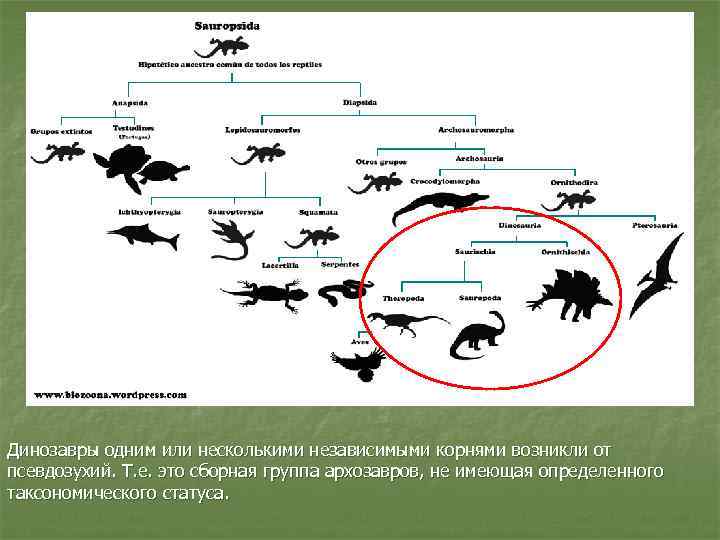 Динозавры одним или несколькими независимыми корнями возникли от псевдозухий. Т. е. это сборная группа