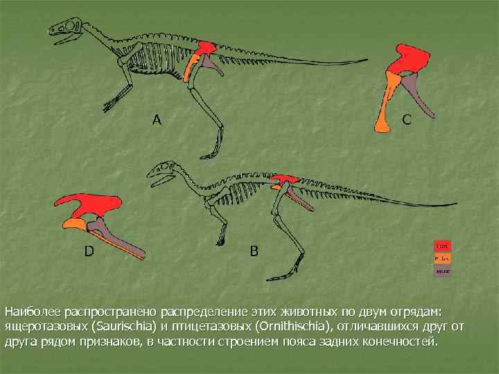 Наиболее распространено распределение этих животных по двум отрядам: ящеротазовых (Saurischia) и птицетазовых (Ornithischia), отличавшихся