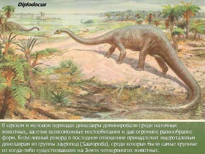 Diplodocus В юрском и меловом периодах динозавры доминировали среди наземных животных, заселив всевозможные местообитания