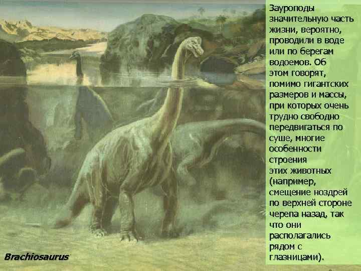 Brachiosaurus Зауроподы значительную часть жизни, вероятно, проводили в воде или по берегам водоемов. Об