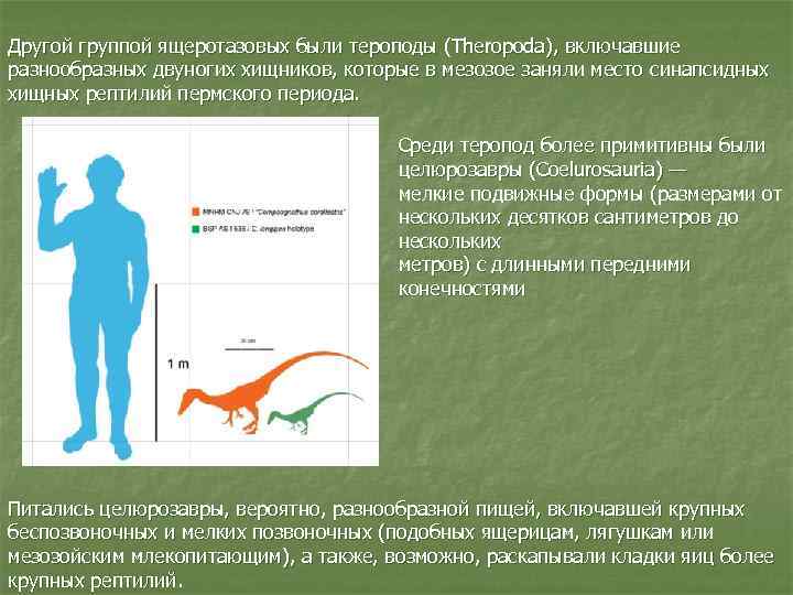 Другой группой ящеротазовых были тероподы (Theropoda), включавшие разнообразных двуногих хищников, которые в мезозое заняли