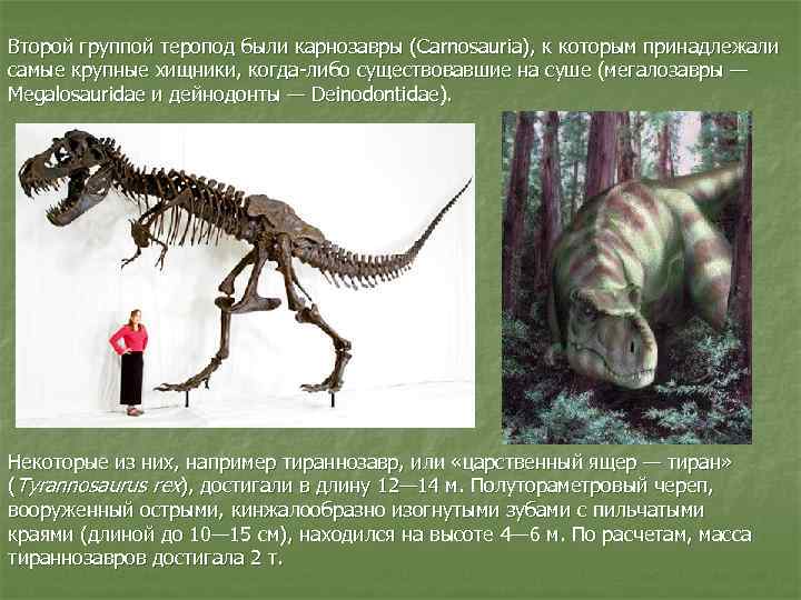 Второй группой теропод были карнозавры (Carnosauria), к которым принадлежали самые крупные хищники, когда-либо существовавшие