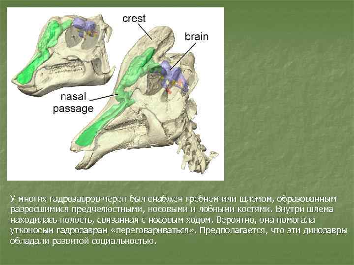У многих гадрозавров череп был снабжен гребнем или шлемом, образованным разросшимися предчелюстными, носовыми и