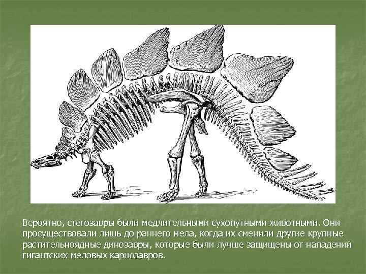 Вероятно, стегозавры были медлительными сухопутными животными. Они просуществовали лишь до раннего мела, когда их