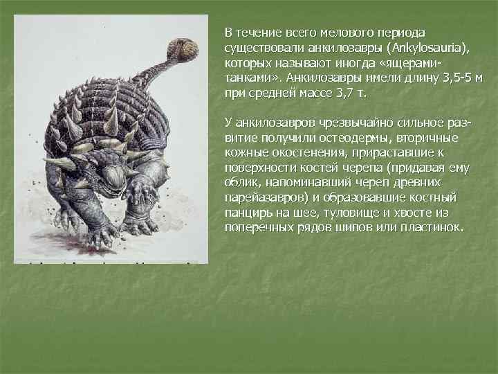 В течение всего мелового периода существовали анкилозавры (Ankylosauria), которых называют иногда «ящерамитанками» . Анкилозавры