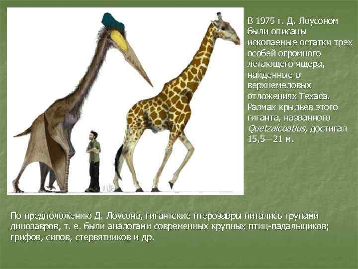 В 1975 г. Д. Лоусоном были описаны ископаемые остатки трех особей огромного летающего ящера,
