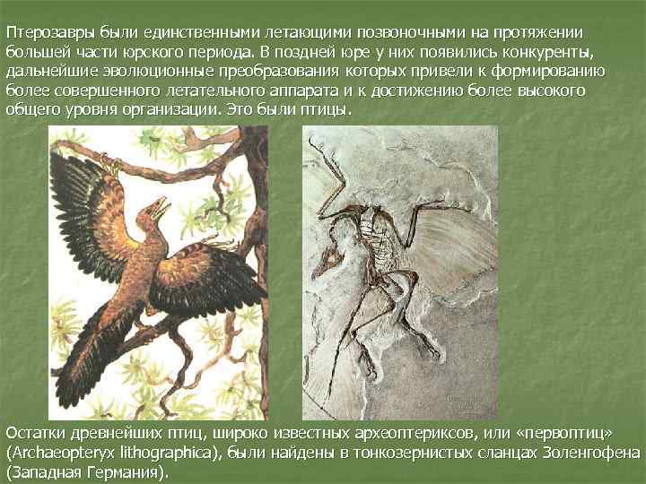 Птерозавры были единственными летающими позвоночными на протяжении большей части юрского периода. В поздней юре