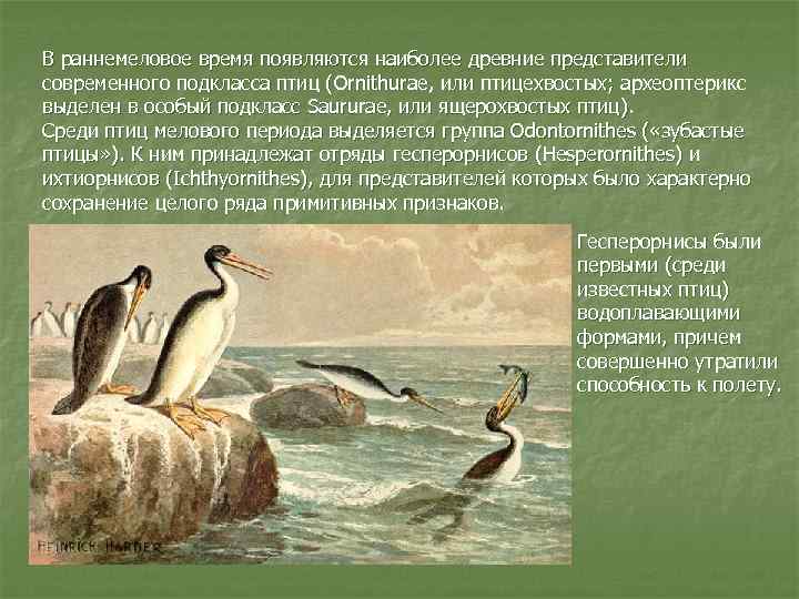 Представители древнего периода. Гесперорнисы птицы мелового периода. Подкласс ящерохвостые птицы. В каком периоде появились птицы. ГЕСПЕРОРНИС рисунок.