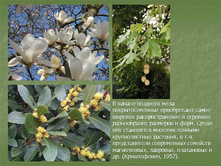 В начале позднего мела покрытосеменные приобретают самое широкое распространение и огромное разнообразие размеров и