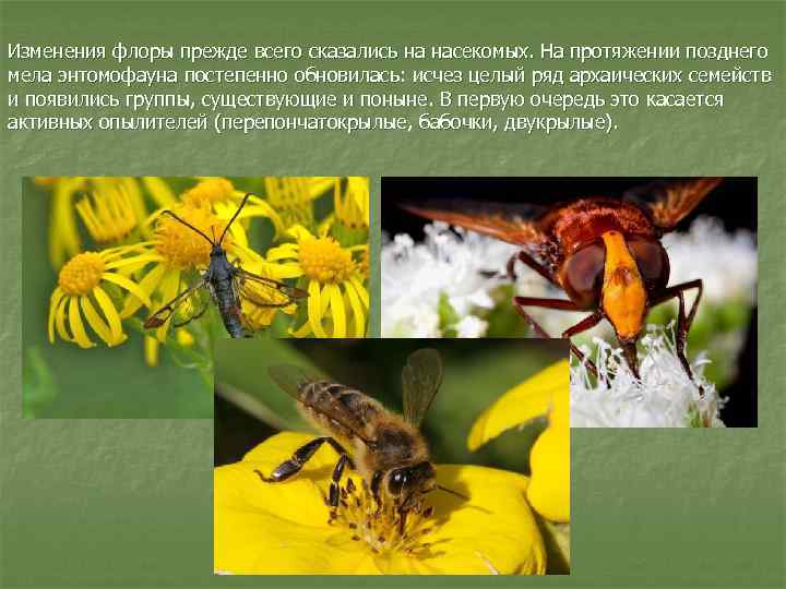 Изменения флоры прежде всего сказались на насекомых. На протяжении позднего мела энтомофауна постепенно обновилась: