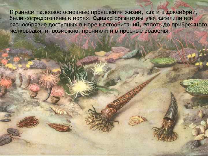 В раннем палеозое основные проявления жизни, как и в докембрии, были сосредоточены в морях.