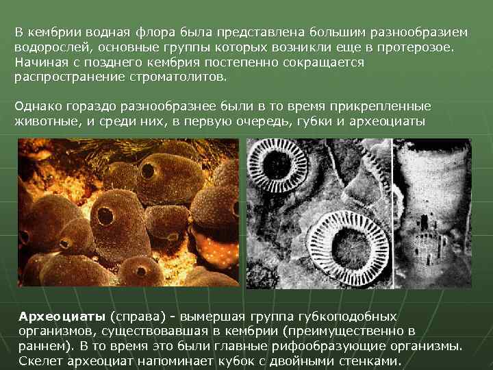 В кембрии водная флора была представлена большим разнообразием водорослей, основные группы которых возникли еще