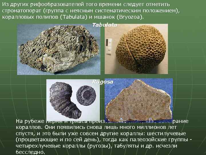 Из других рифообразователей того времени следует отметить строматопорат (группа с неясным систематическим положением), коралловых