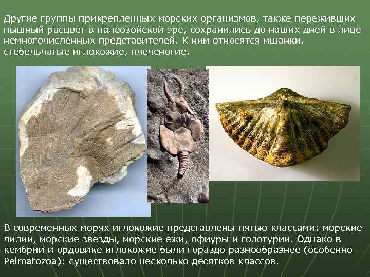 Другие группы прикрепленных морских организмов, также переживших пышный расцвет в палеозойской эре, сохранились до