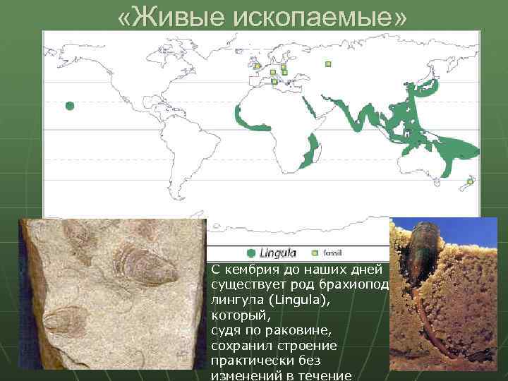  «Живые ископаемые» С кембрия до наших дней существует род брахиопод лингула (Lingula), который,
