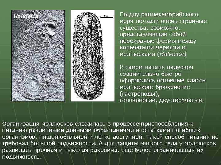 Halkieria По дну раннекембрийского моря ползали очень странные существа, возможно, представлявшие собой переходные формы