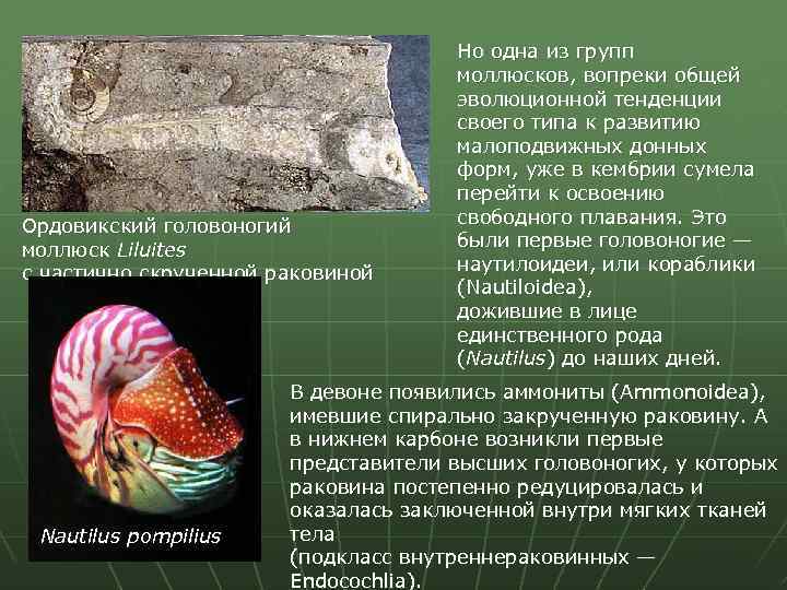 Ордовикский головоногий моллюск Liluites с частично скрученной раковиной Nautilus pompilius Но одна из групп