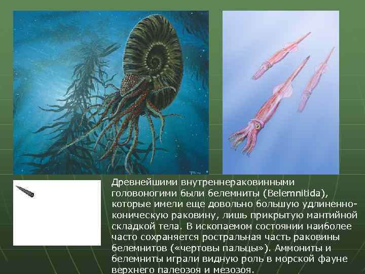 Палеозой 5 букв. Белемниты головоногие. Головоногие моллюски аммониты и белемниты. Белемниты моллюски мелового периода. Предки кальмаров палеозой.