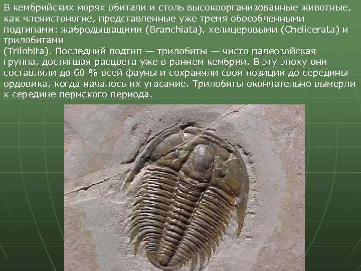 В кембрийских морях обитали и столь высокоорганизованные животные, как членистоногие, представленные уже тремя обособленными