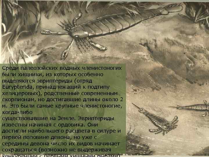 Среди палеозойских водных членистоногих были хищники, из которых особенно выделяются эвриптериды (отряд Eurypterida, принадлежащий
