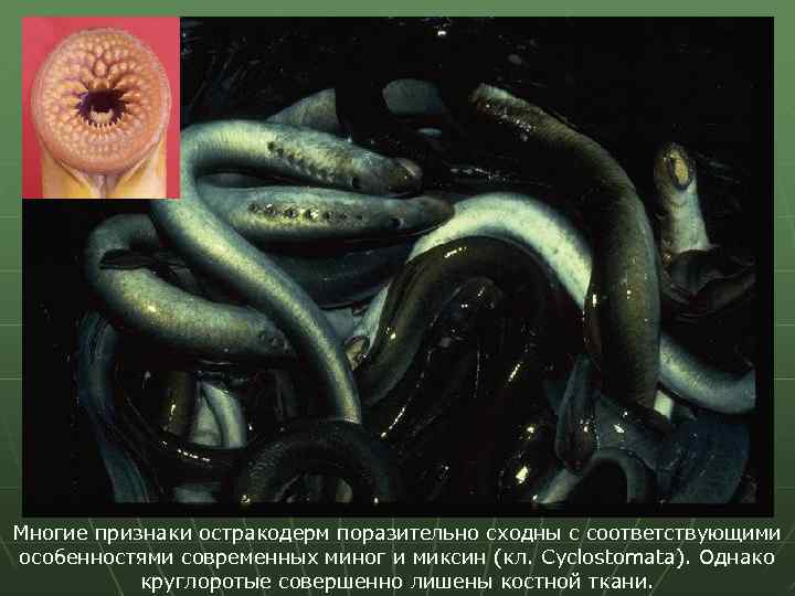 Многие признаки остракодерм поразительно сходны с соответствующими особенностями современных миног и миксин (кл. Cyclostomata).