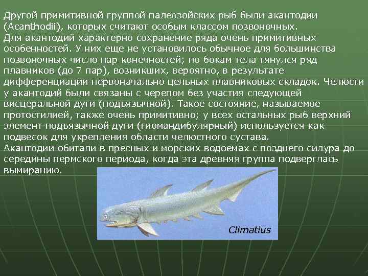 Другой примитивной группой палеозойских рыб были акантодии (Acanthodii), которых считают особым классом позвоночных. Для