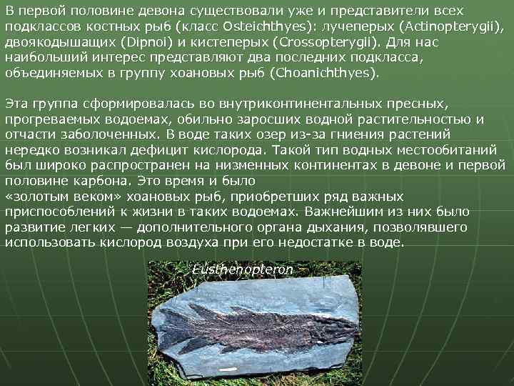 В первой половине девона существовали уже и представители всех подклассов костных рыб (класс Osteichthyes):