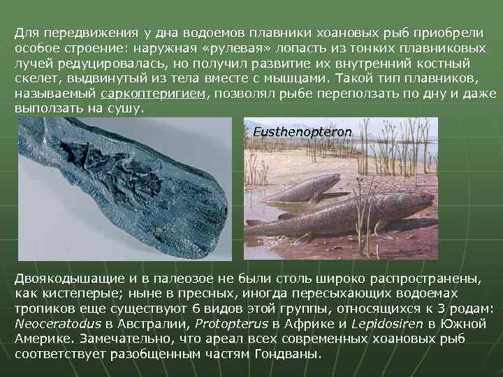 Для передвижения у дна водоемов плавники хоановых рыб приобрели особое строение: наружная «рулевая» лопасть