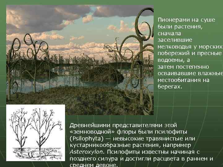 Пионерами на суше были растения, сначала заселившие мелководья у морских побережий и пресные водоемы,