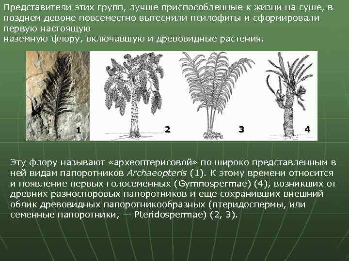 Представители этих групп, лучше приспособленные к жизни на суше, в позднем девоне повсеместно вытеснили