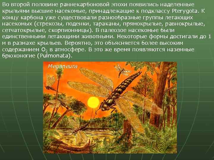 Во второй половине раннекарбоновой эпохи появились наделенные крыльями высшие насекомые, принадлежащие к подклассу Pterygota.