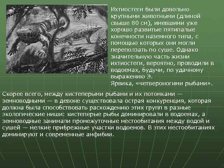 Ихтиостеги были довольно крупными животными (длиной свыше 80 см), имевшими уже хорошо развитые пятипалые