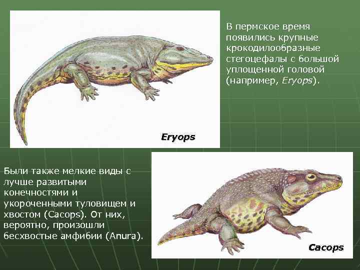 В пермское время появились крупные крокодилообразные стегоцефалы с большой уплощенной головой (например, Eryops). Eryops