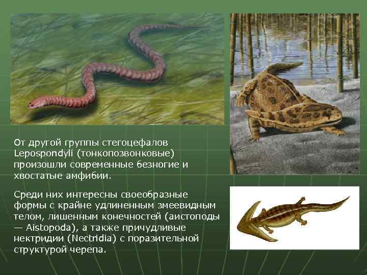 От другой группы стегоцефалов Lepospondyli (тонкопозвонковые) произошли современные безногие и хвостатые амфибии. Среди них