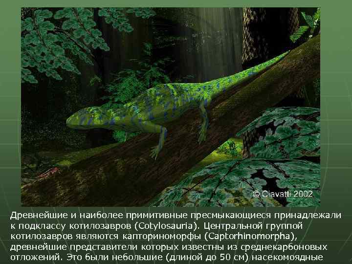 Древнейшие и наиболее примитивные пресмыкающиеся принадлежали к подклассу котилозавров (Cotylosauria). Центральной группой котилозавров являются
