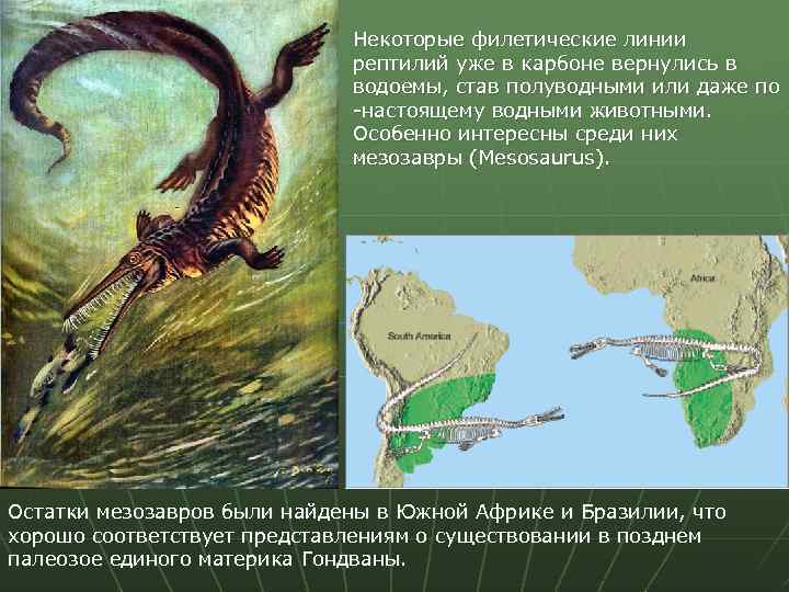 Некоторые филетические линии рептилий уже в карбоне вернулись в водоемы, став полуводными или даже