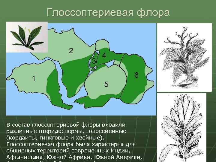 Глоссоптериевая флора В состав глоссоптериевой флоры входили различные птеридоспермы, голосеменные (кордаиты, гинкговые и хвойные).