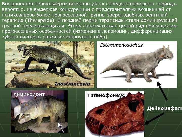 Большинство пеликозавров вымерло уже к середине пермского периода, вероятно, не выдержав конкуренции с представителями
