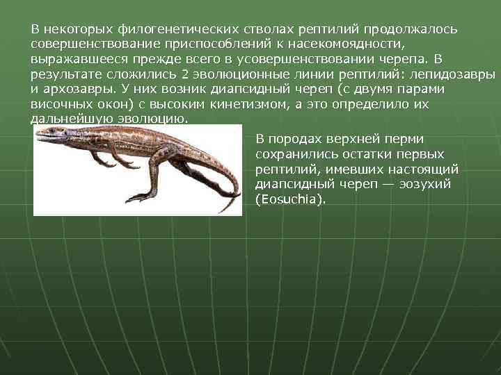 В некоторых филогенетических стволах рептилий продолжалось совершенствование приспособлений к насекомоядности, выражавшееся прежде всего в